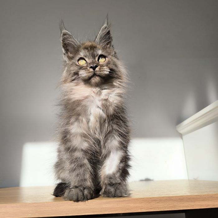 Kocurek Maine coon