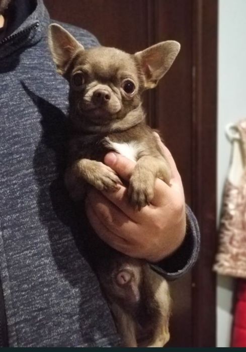 Девочка мини лиловая чихуахуа