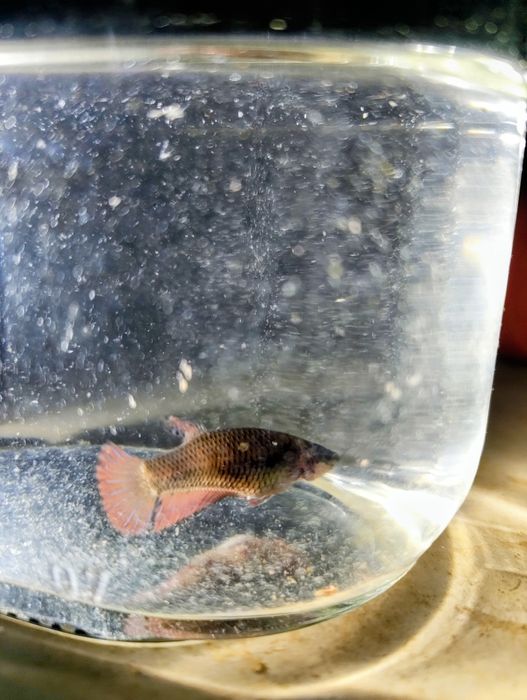 Betta splendens femea