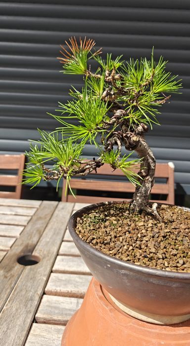 Bonsai Pinus Sylvesteris