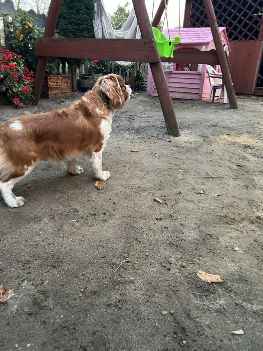 Reproduktor cavalier king charles spaniel