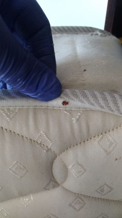 Desinfestações 24h