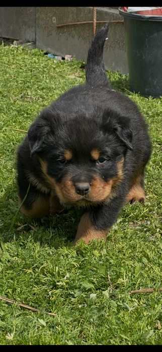 Rottweiler - śliczne szczeniaki