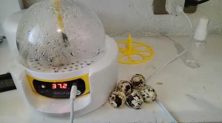 Chocadeira / Incubadora de Ovos (NOVAS EMBALADAS)