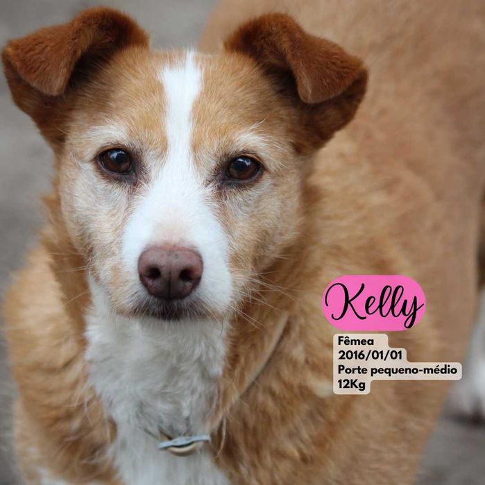 Cadela Porte Médio Para Adoção (Kelly)