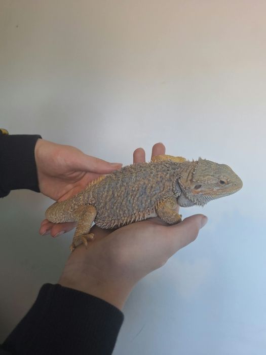 Agama brodata plus terarium