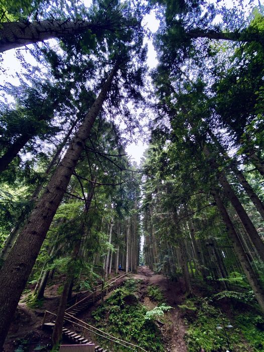 Затишні Апартаменти в Східниці! Ціна від 5 діб !