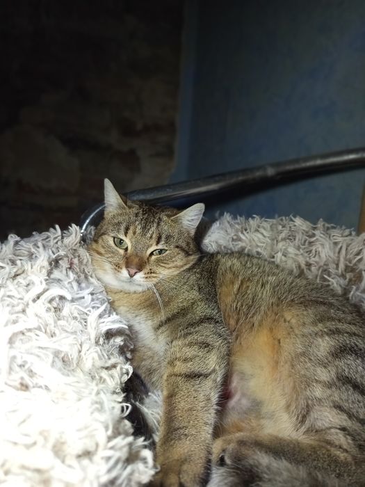 Przyjacielska Fajerwerka poleca się do adopcji