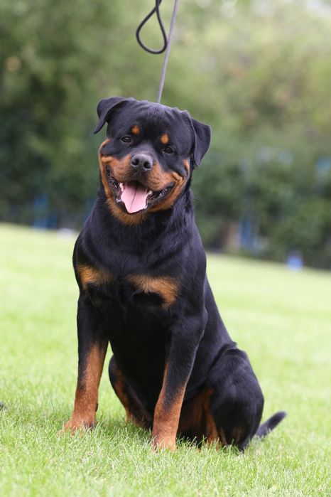 Ротвейлер Вязка предлогаем жениха