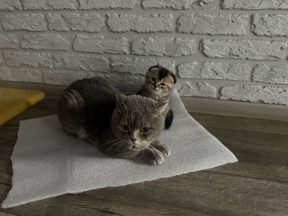 Чистокровные вислоухие, прямоухие шотландские котята!