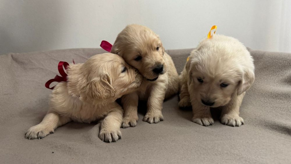 Śliczne szczeniaczki Golden Retriever złote i biszkoptowe