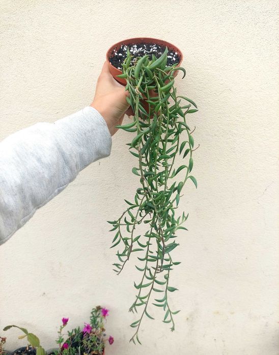 Suculenta Senecio Colar de Banana