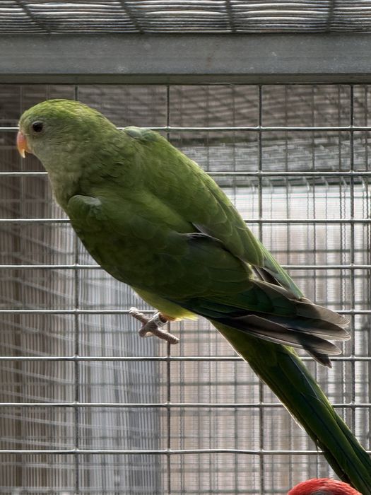 Varias Aves Disponiveis !
