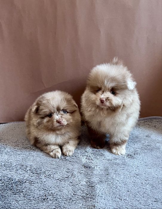 Два мальчика шпица , pomerania