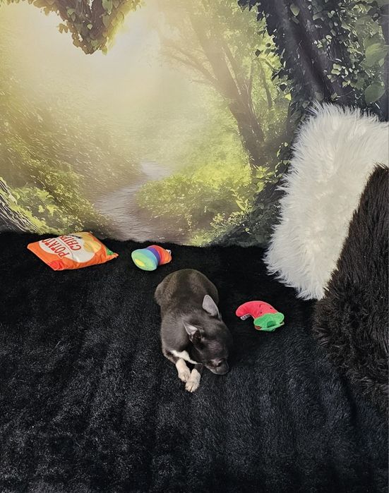**Piesek 1,6 kg chihuahua niebieski z białym**