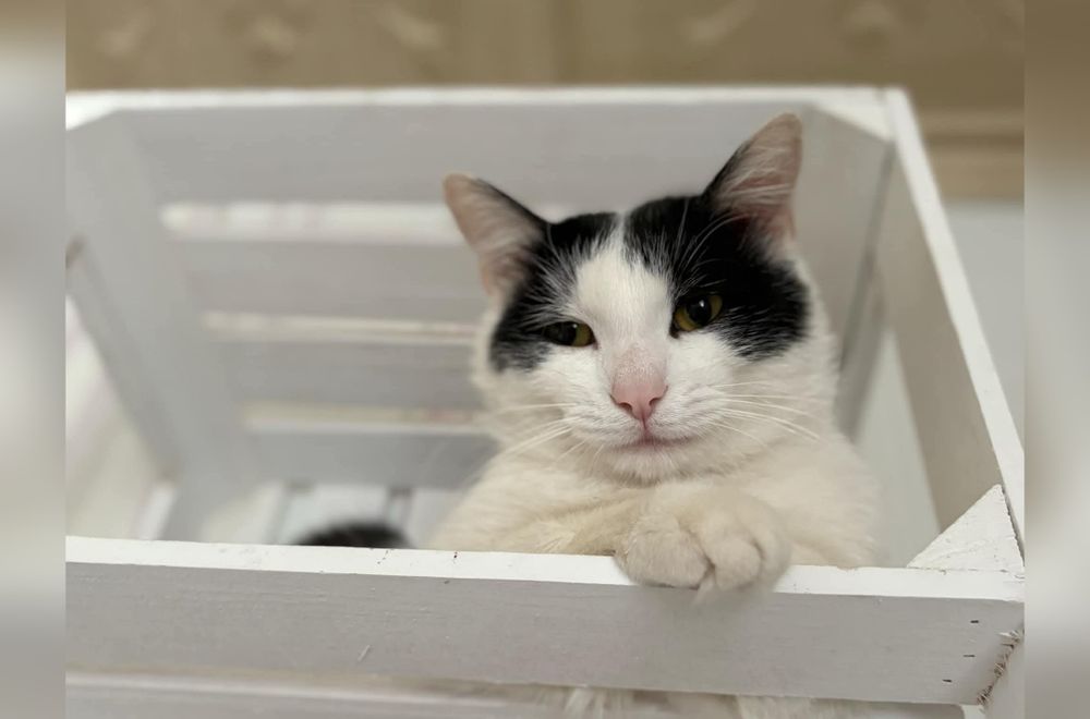 Kocurek Miłoszek szuka domu na stałe!