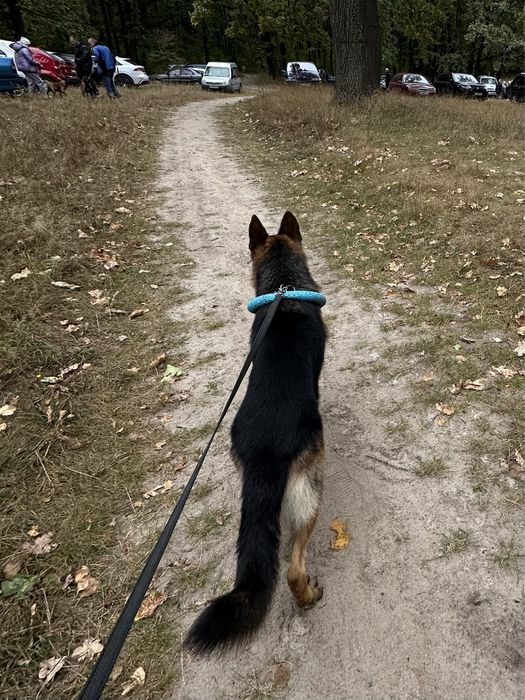 вязка; HD-A/A, ED-0/0; чепрачний кобель Німецька Вівчарка, КСУ/FCI