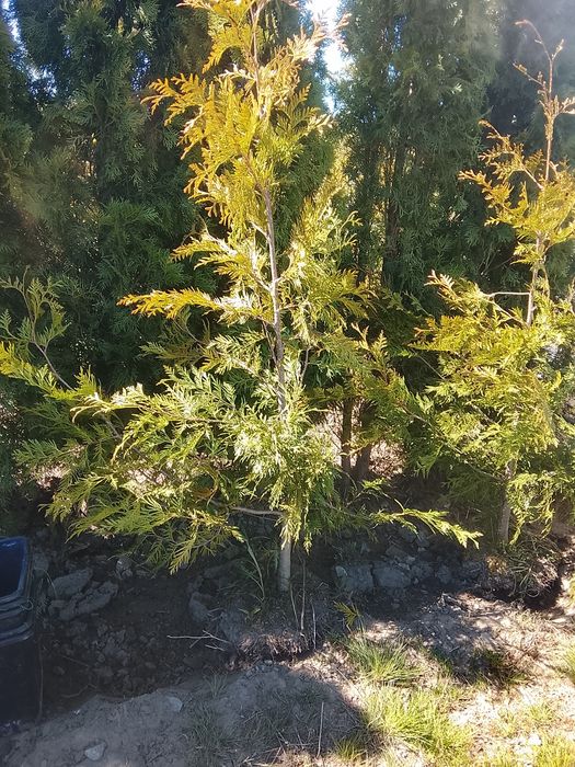 Thuja Brabant 150-170 CM