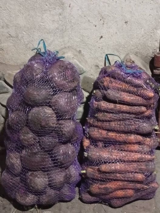 Продам буряк, моркву