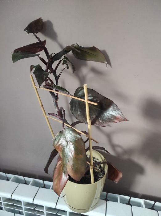 Filodendron pink Princess