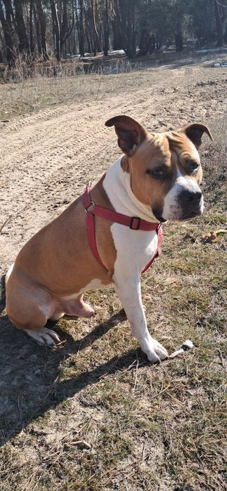 В'язка амстафф кобель шукає дівчинку