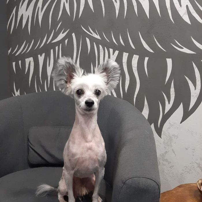 Груминг собак и кошек