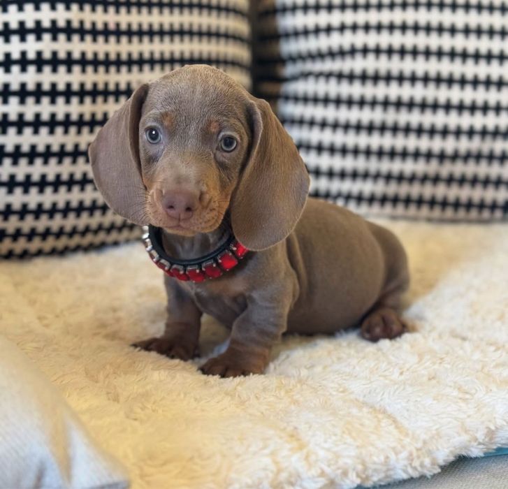 Teckel miniatura isabella