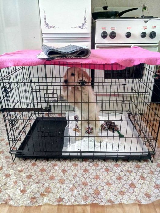 Клітка клетка S-XXL переноска вольєр будка для собак кошки на вирост