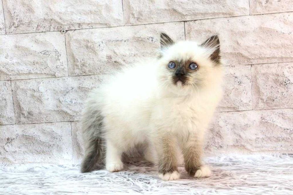 Красивий та ласкавий котик- РЕГДОЛЛ//Ragdoll