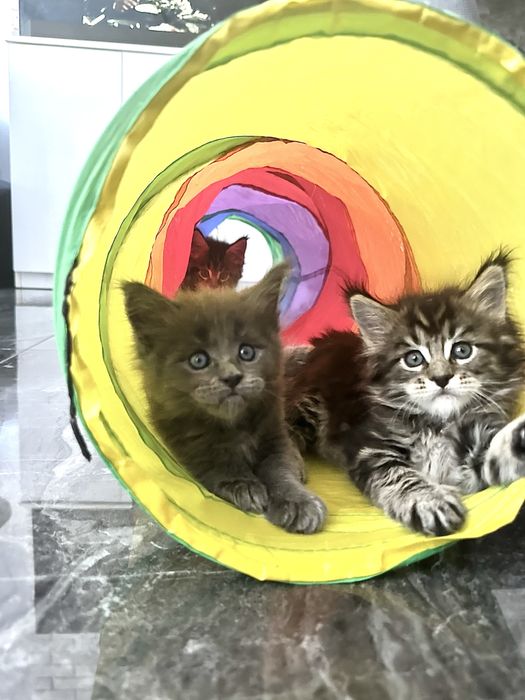 Котята Мейн кун из проф питомника