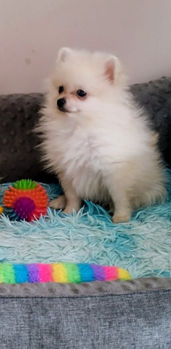 Szpic miniaturowy Pomeranian drobniutki piesek