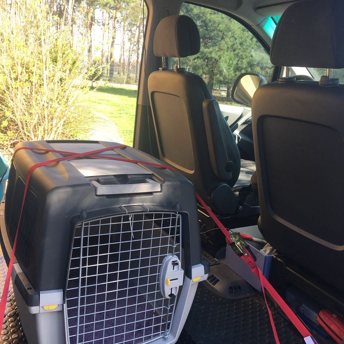 VIP Pet Przewóz transport zwierząt domowych psy koty itp.