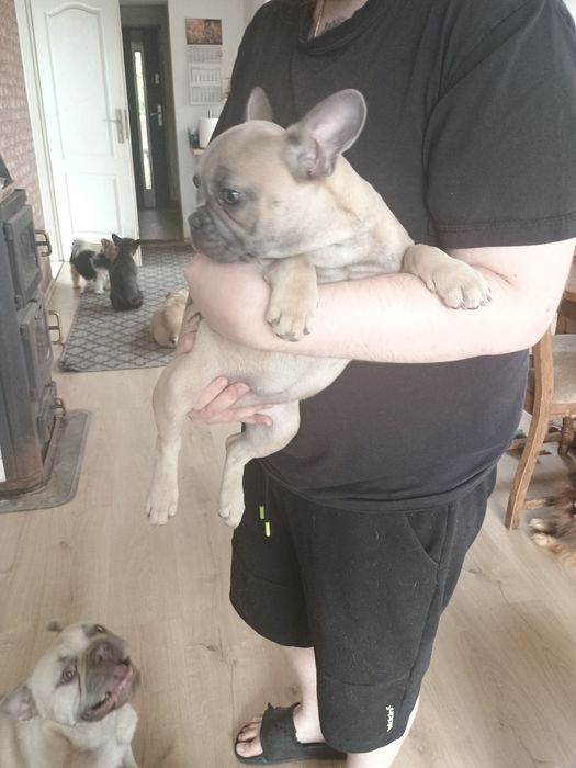 Buldog francuski dziewczynka