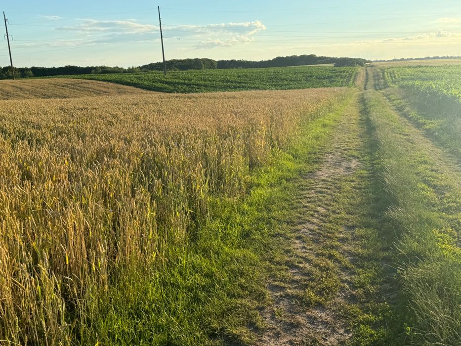 Продам пай Колоденка 2 гектари