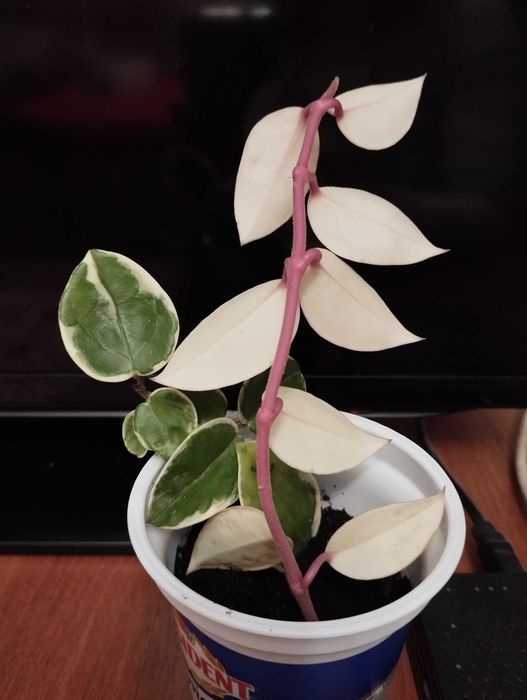 Продам Hoya Krimson Queen = Хойя Крімсон Квін