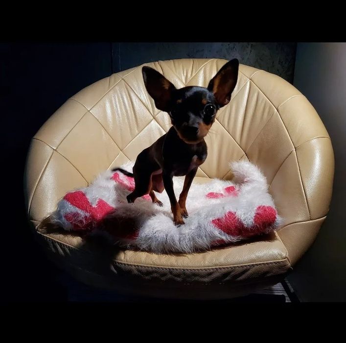 Praski Ratler / Prazsky Krysarik / Ratlerek (nie chihuahua) Ratler