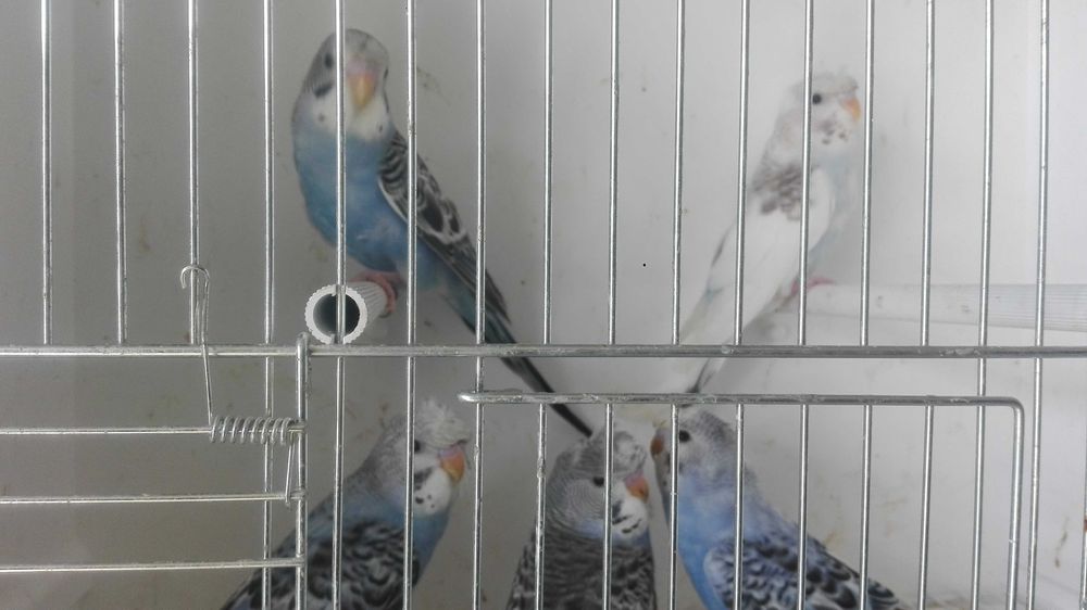 Vendo kit casal de  piriquitos