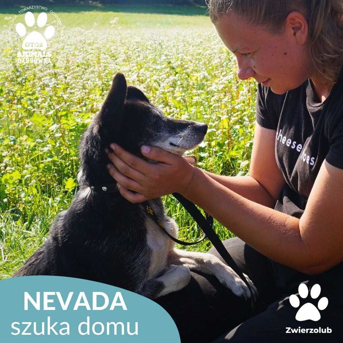 Nevada szuka domu!