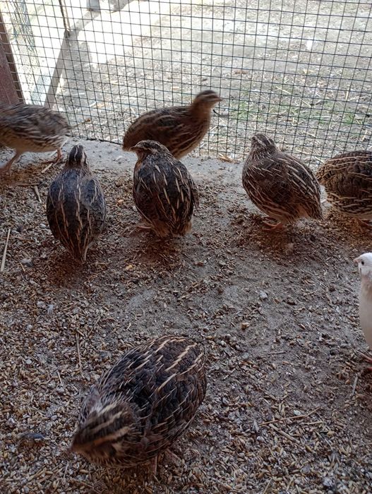 Jajka lęgowe przepiórek