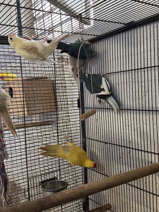 Varios kakarikis disponiveis