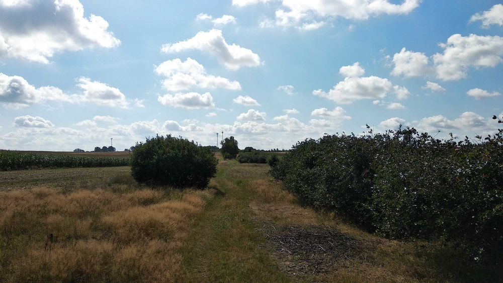 Aronia z rodzinnego sadu - naturalna i ręcznie zbierana