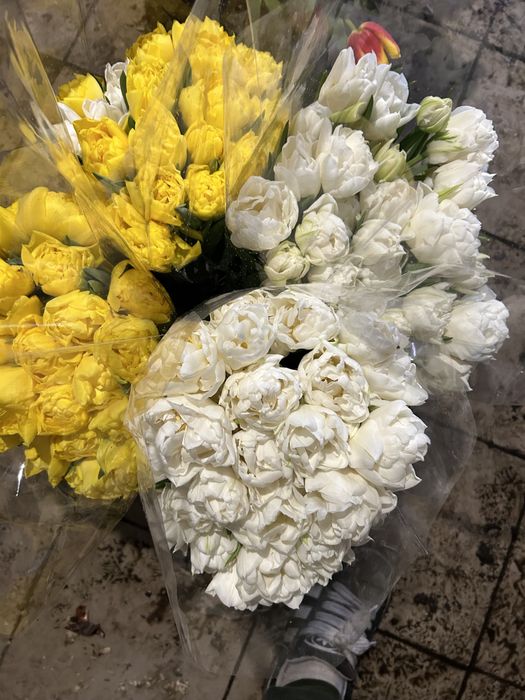 Тюльпан опт, зріз і в горшечках.  Гіацинти. Нарциси. Примула