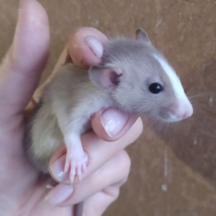 Крысенок Дамбо малыш