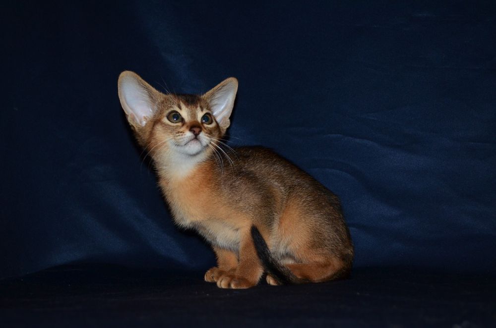 Абиссинский мальчик)