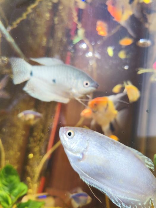 СРОЧНО!!! Продам великий акваріум 150л аквариум