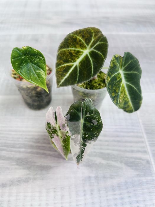 Набір Алоказія Black Velvet gold gragon mint Variegata polly