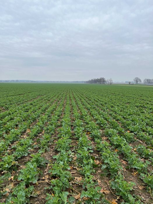 siew pasowy, uprawa pasowa, strip till, Czajkowski STK