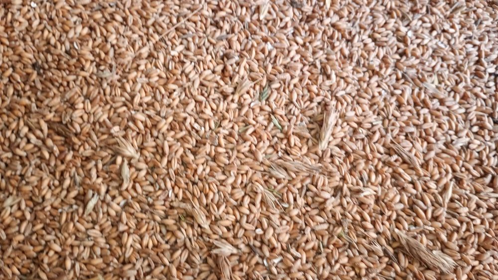 Pszężyto ozime sprzedam