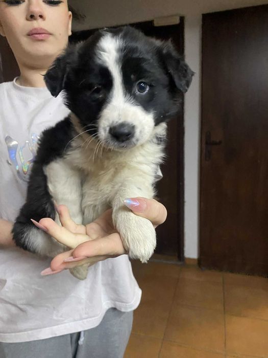 Kochane szczeniaczki