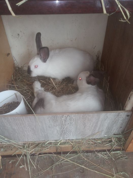 Kròliki rużne rasy